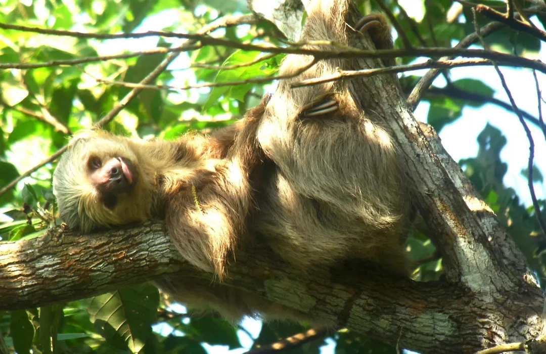 Gamboa Rainforest Reserve-1